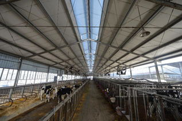 烏拉圭標準養牛場鋼結構廠房