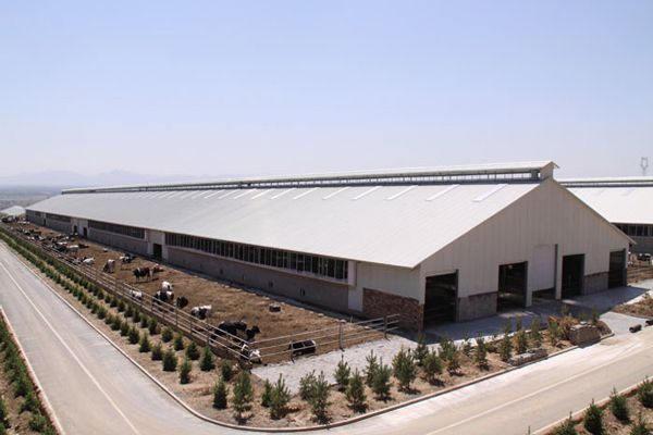 烏拉圭標準養牛場鋼結構廠房